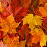 Eight Spots in Arizona to Find Fall Foliage