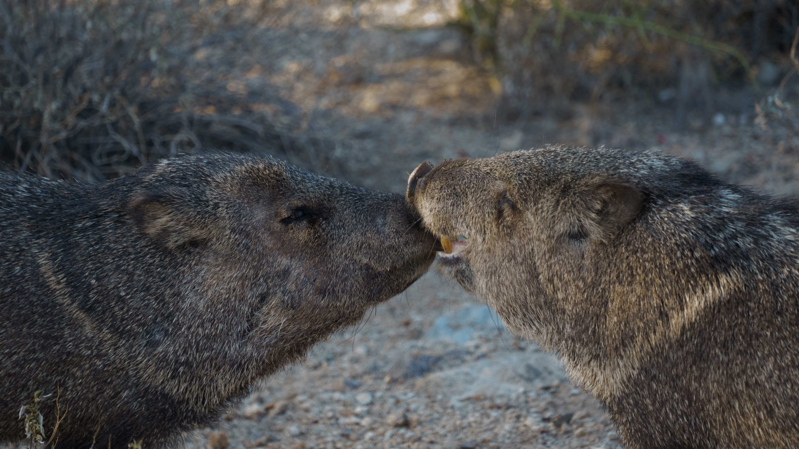 javalinas_kissing_ethan https://www.phoenixmag.com/wp-content/uploads/2025/08/javalinas_kissing_ethan-scaled.jpg