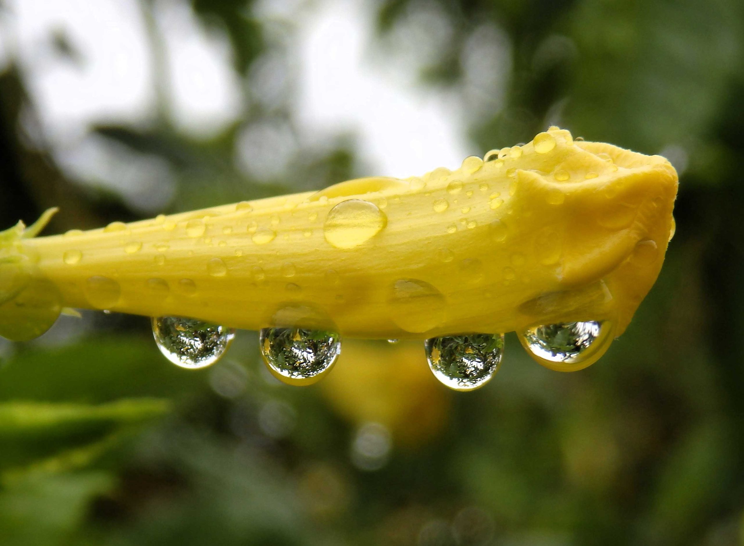our_rain_sustains_cyr https://www.phoenixmag.com/wp-content/uploads/2025/08/our_rain_sustains_cyr-scaled.jpg