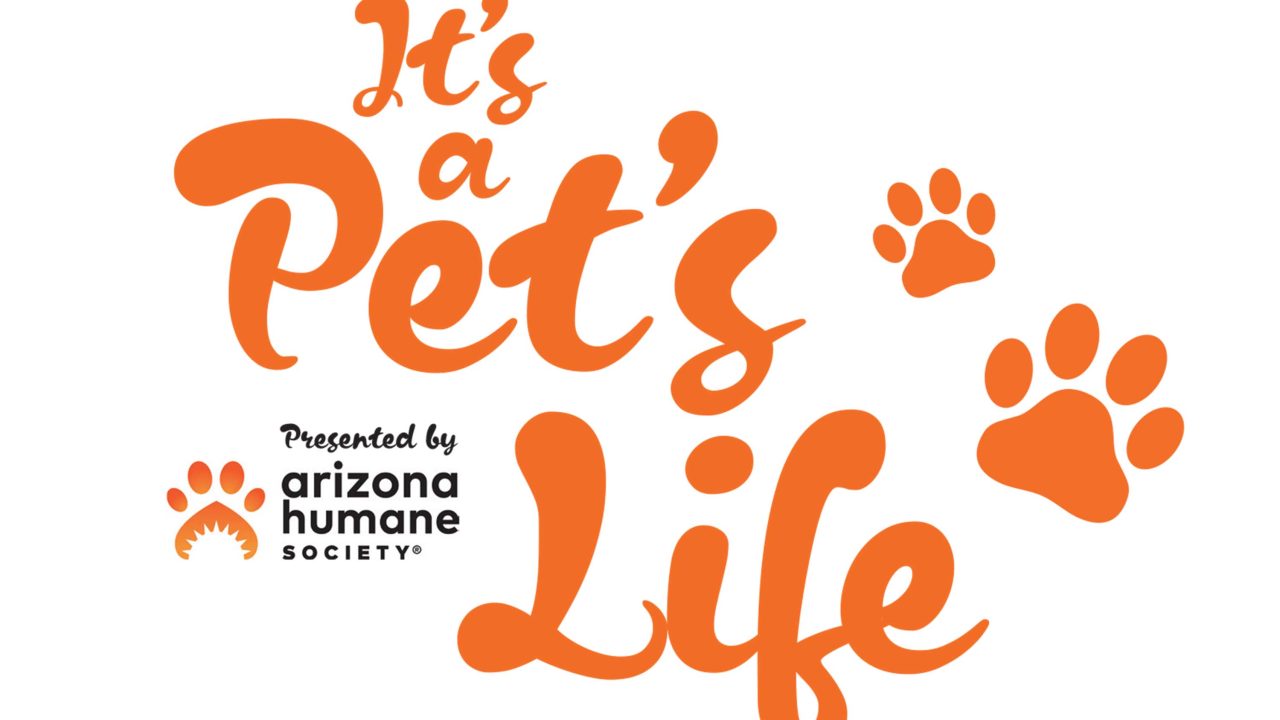 https://www.phoenixmag.com/wp-content/uploads/2025/09/featPHM1025_Pets_Life_SAS-1-1280x720.jpg