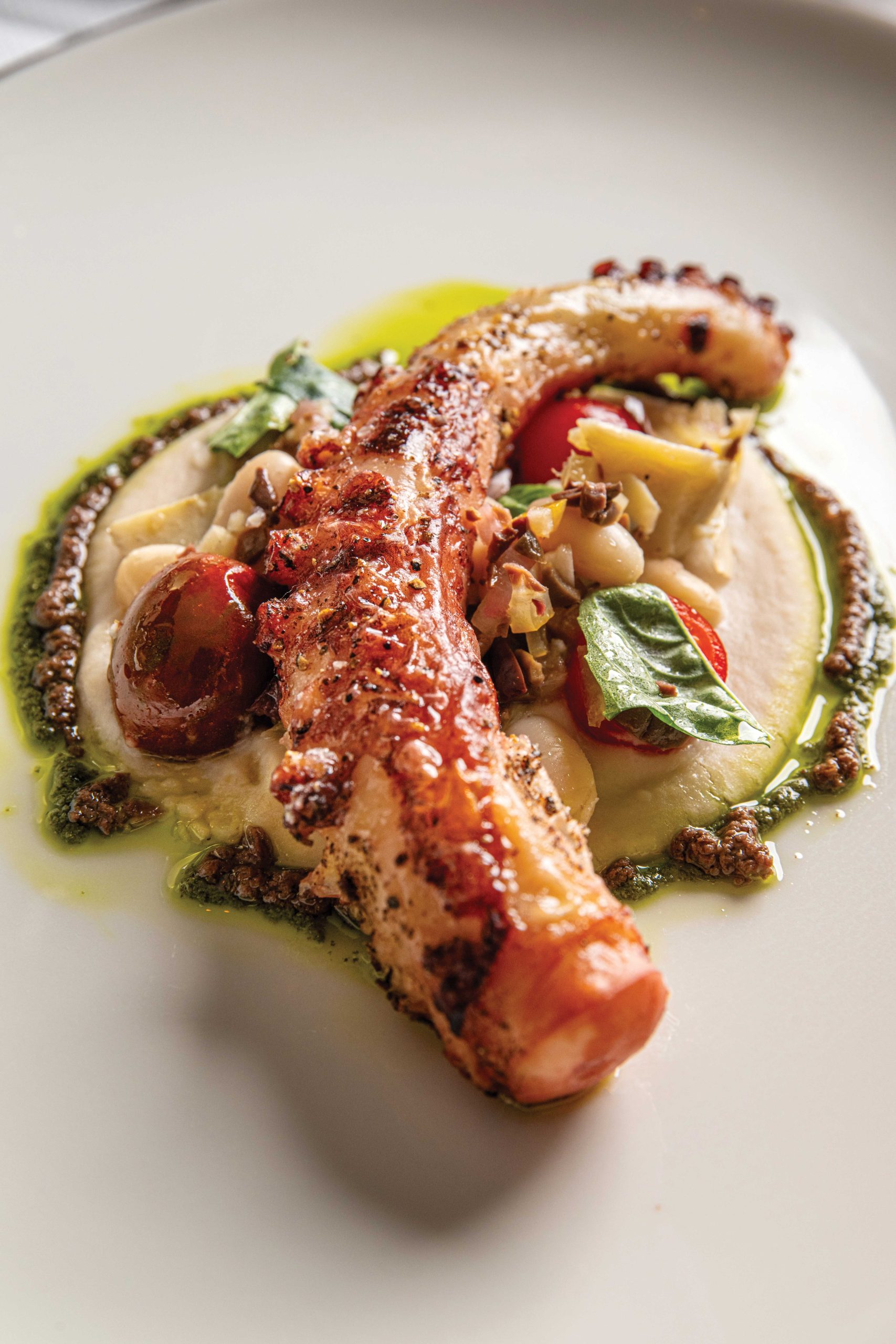 octopus octopus
