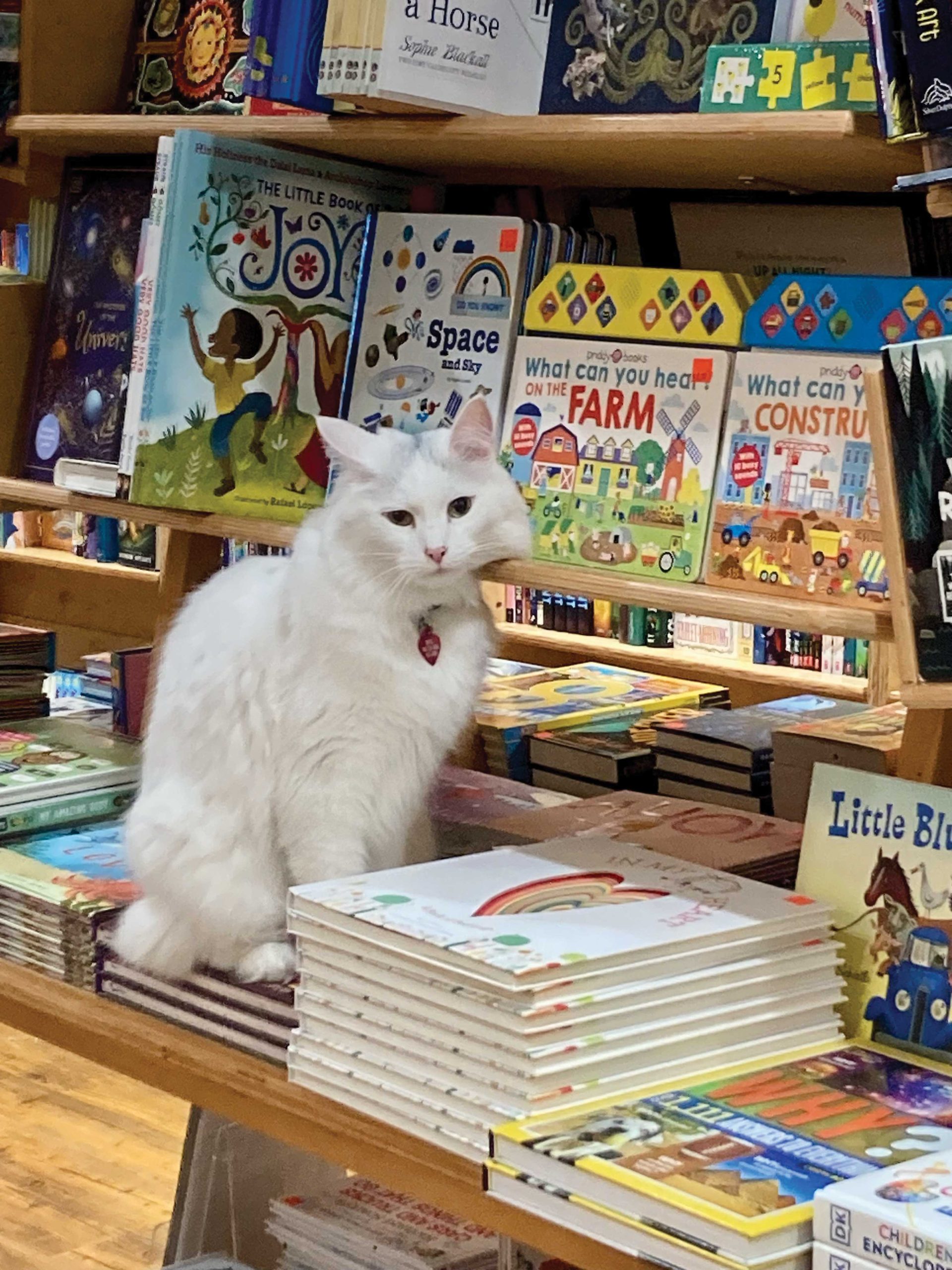 shop cat at Copperfield's Books