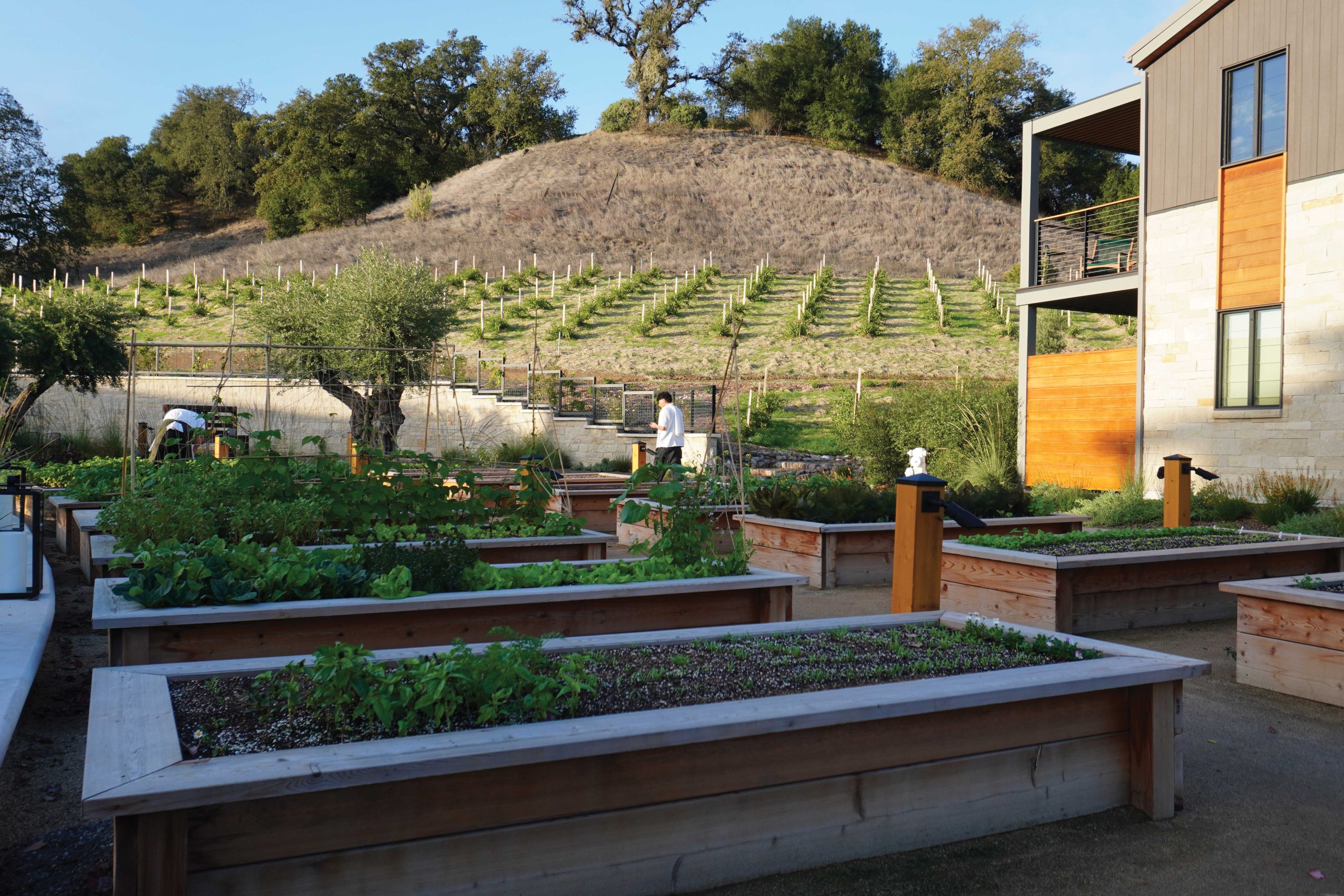 Garden at Appellation Healdsburg,