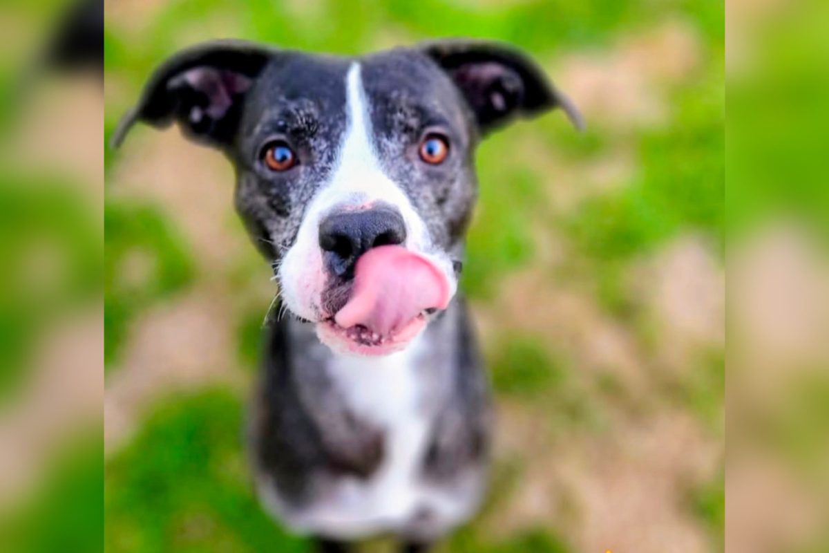 Celebrate National Shelter Pet Adoption Day at these Arizona restaurants