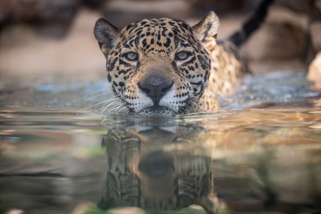 Go Behind the Scenes at the Phoenix Zoo’s Wildest VIP Experience