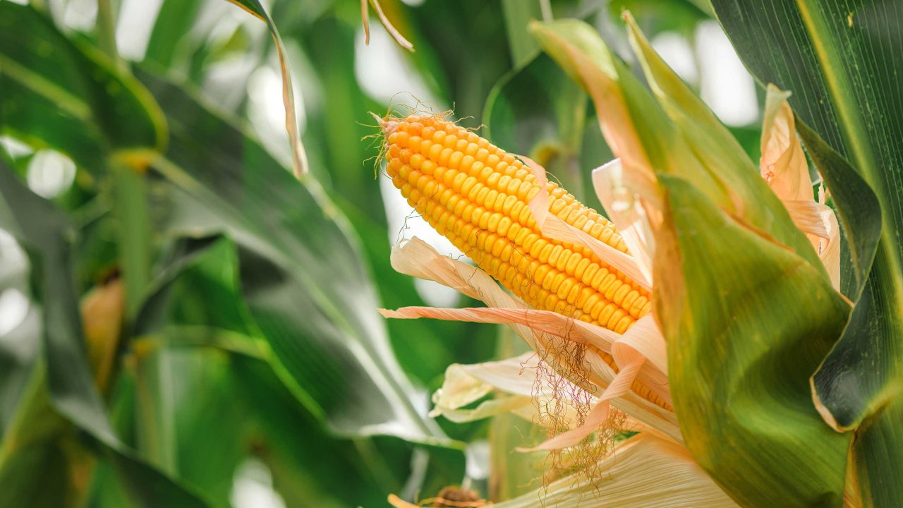 https://www.phoenixmag.com/wp-content/uploads/2026/06/corn-1280x720.jpg