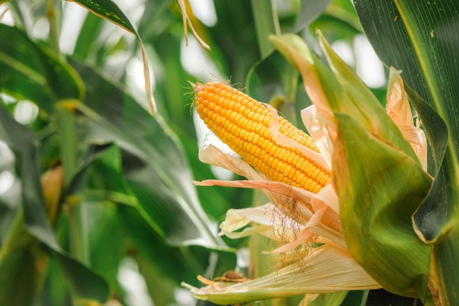 PHX Team Picks: Our Favorite Corn Dishes PHX Team Picks: Our Favorite Corn Dishes